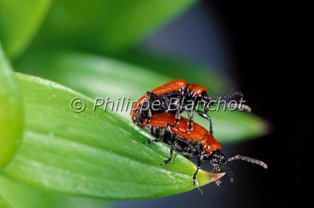 lilioceris lilii.JPG - Lilioceris lilii sur lysCriocère du lysScarlet Lily BeetleColeoptera, ChrysomelidaeFrance